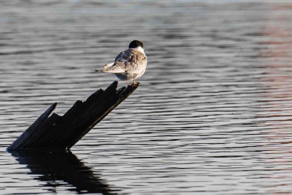 Common Tern - ML603363701