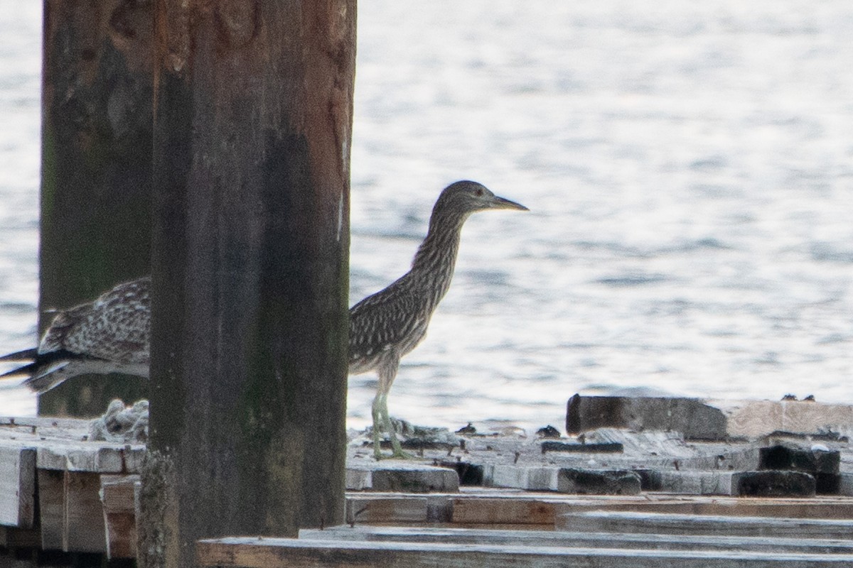 Black-crowned Night Heron - ML603365601