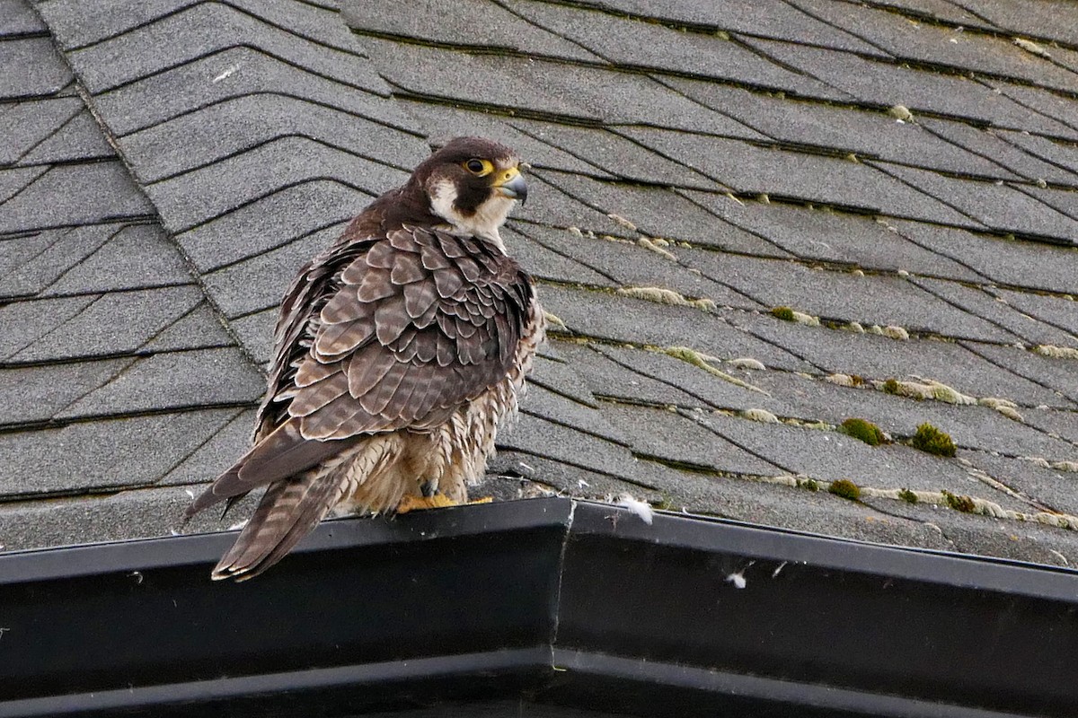 Peregrine Falcon - ML60336641