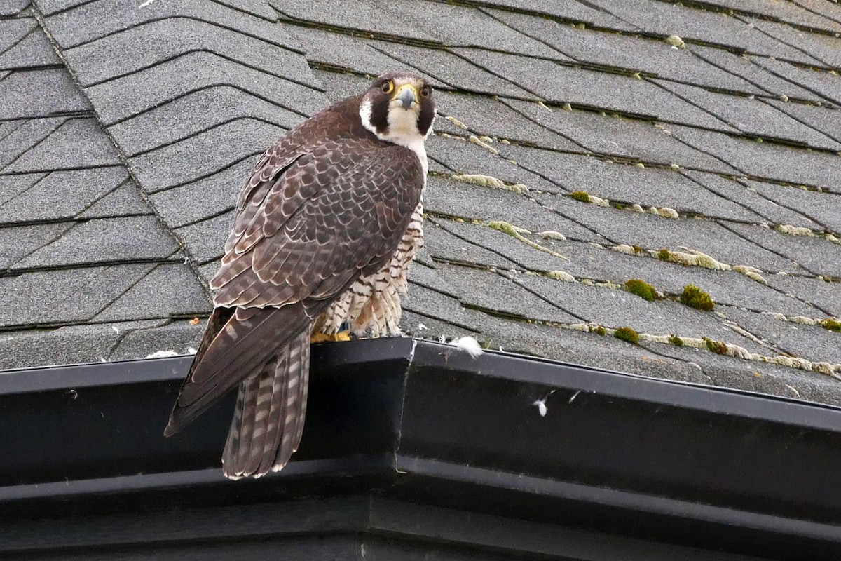 Peregrine Falcon - ML60336651