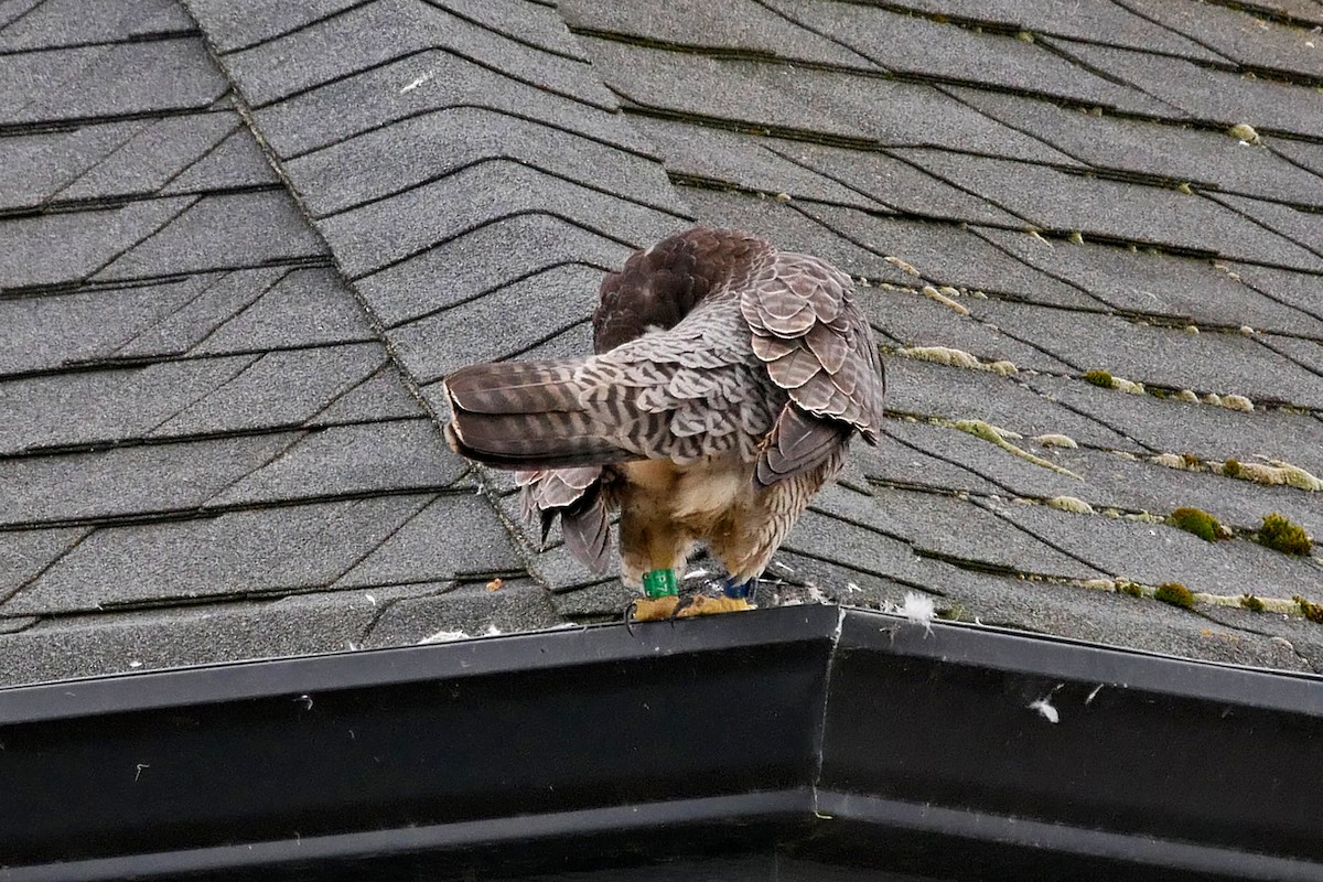 Peregrine Falcon - ML60336661