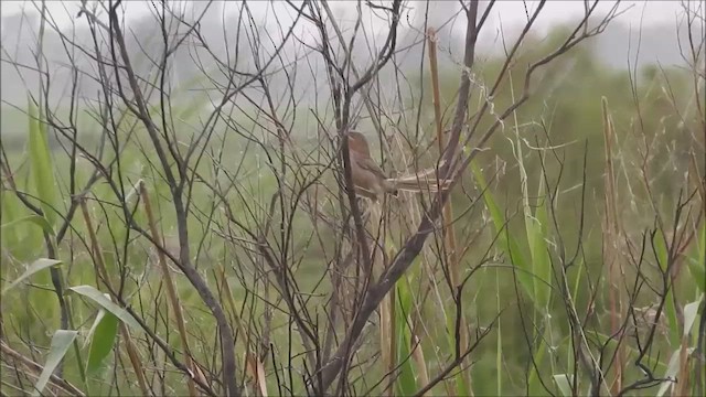 Striated Babbler - ML603366801