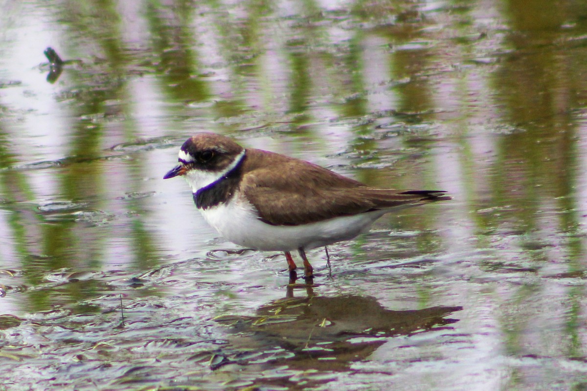 Semipalmated Plover - ML603367181