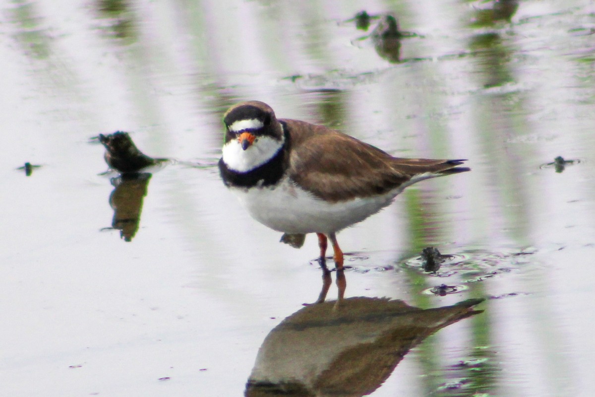 Semipalmated Plover - ML603367191