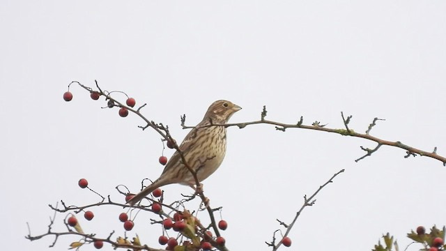 Corn Bunting - ML603367401