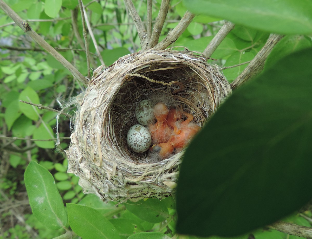 Northern Yellow Warbler - John McKay