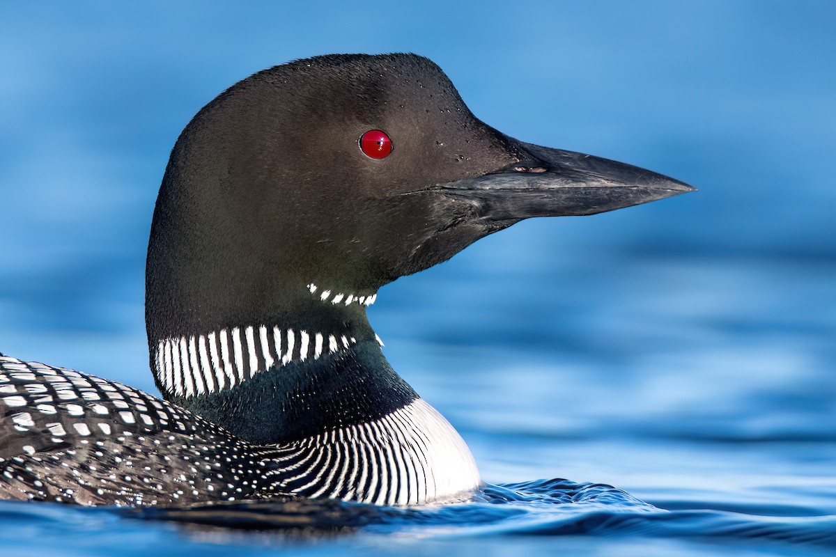 Common Loon - ML603369301