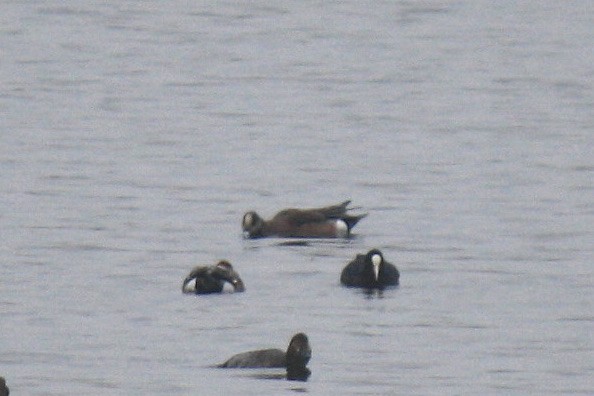 American Wigeon - Simon Pearce