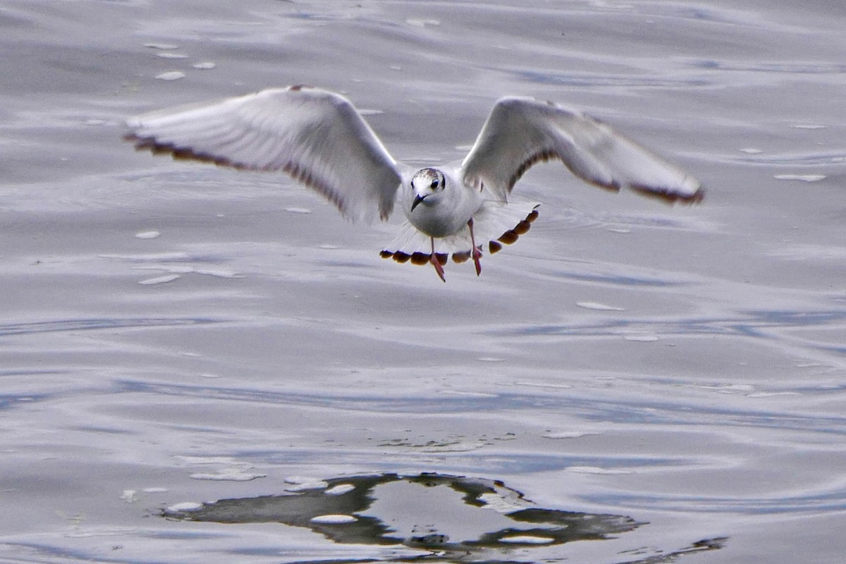 Bonaparte's Gull - ML60336981