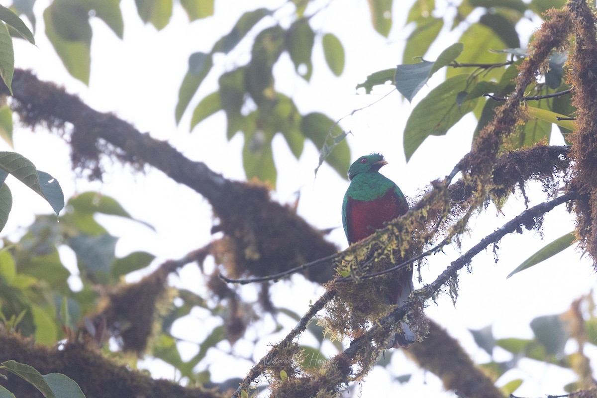 Crested Quetzal - ML603370201