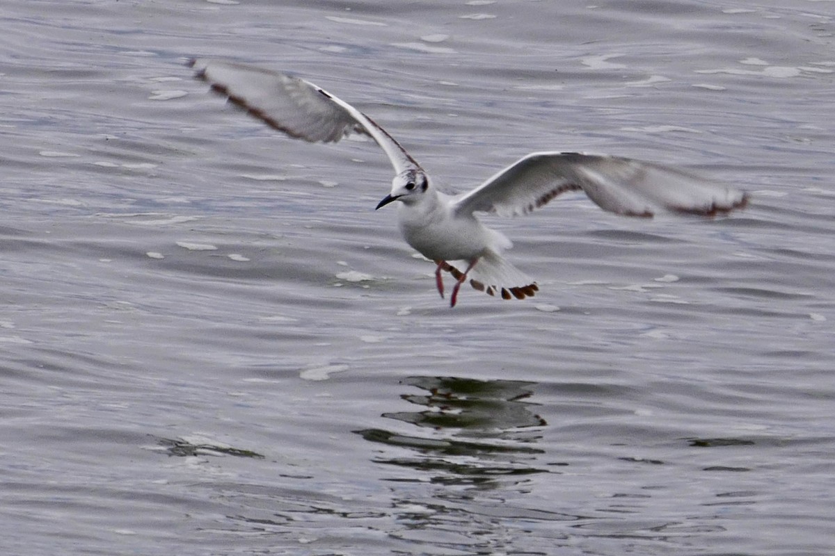 Mouette de Bonaparte - ML60337041