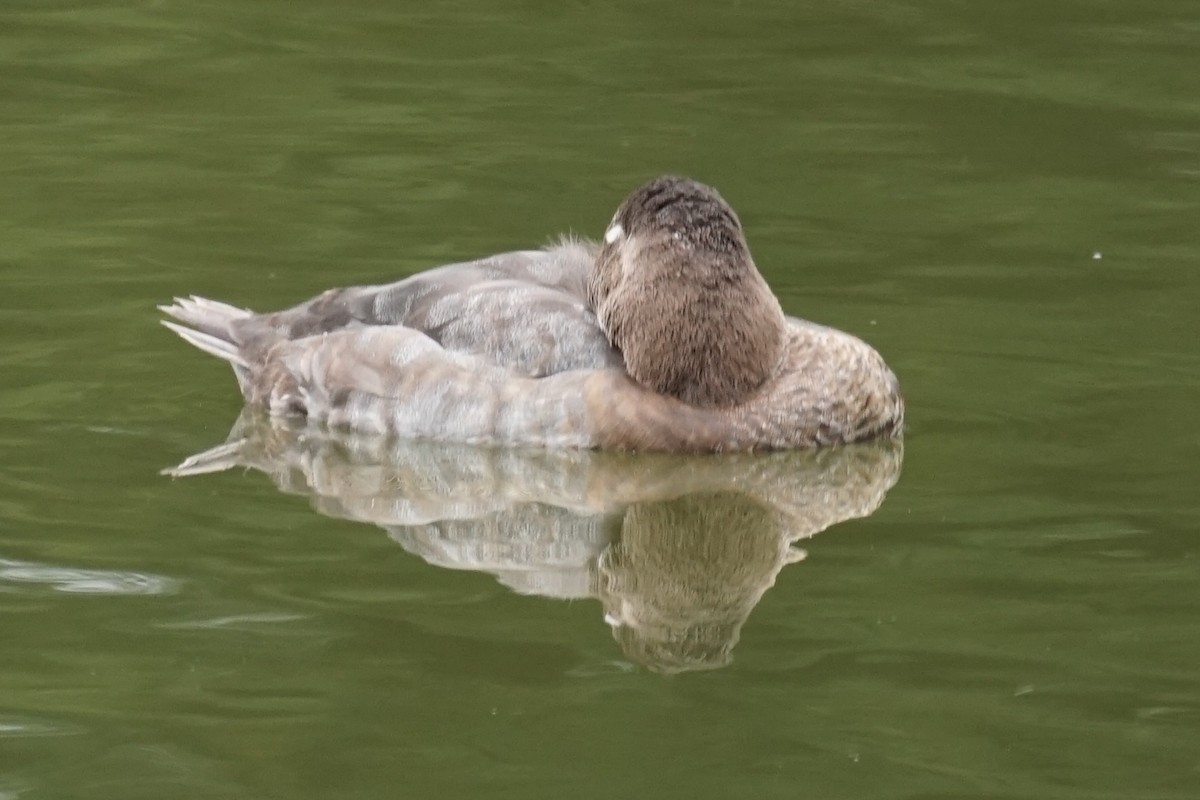 Common Pochard - ML603370451