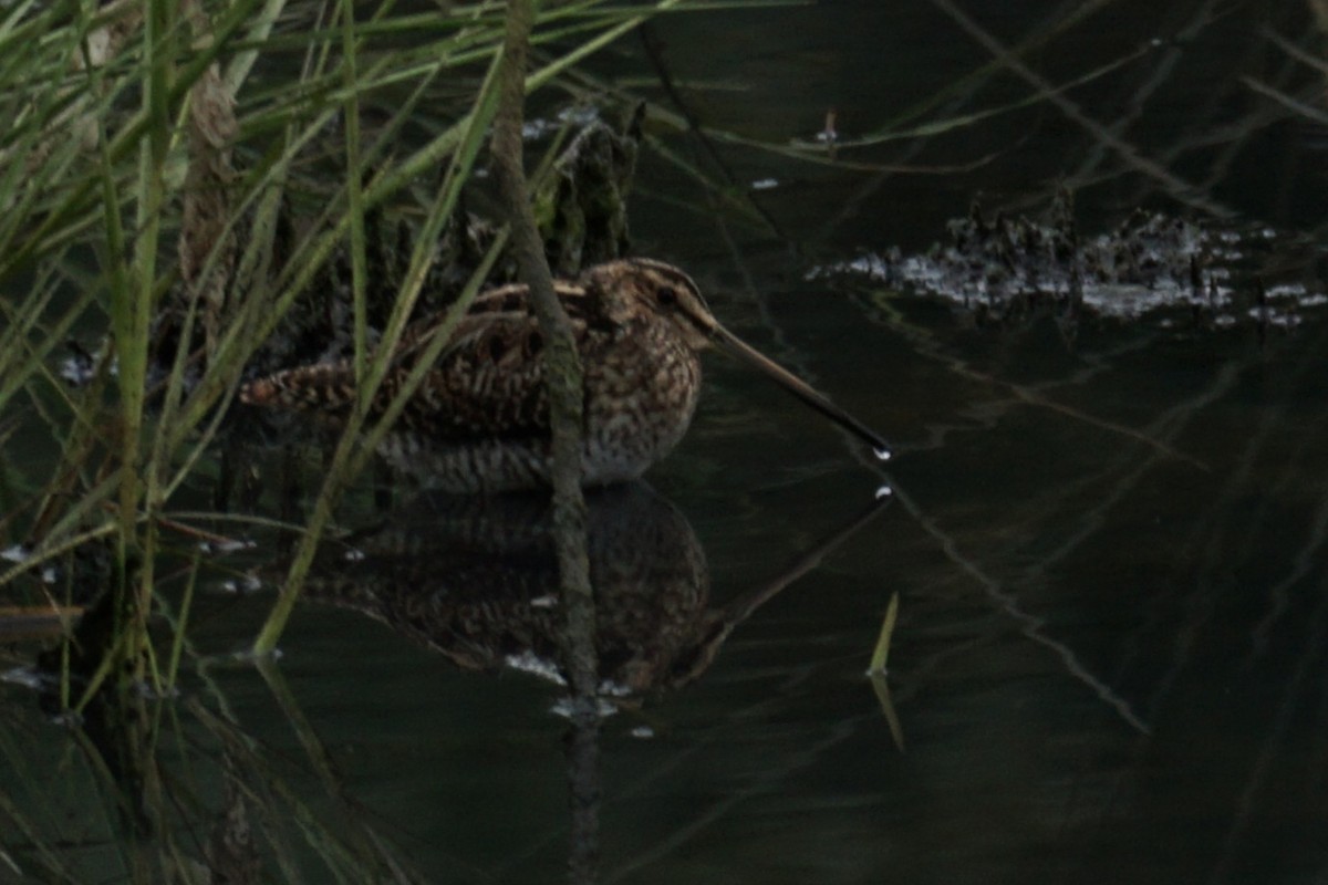 Common Snipe - ML603370681