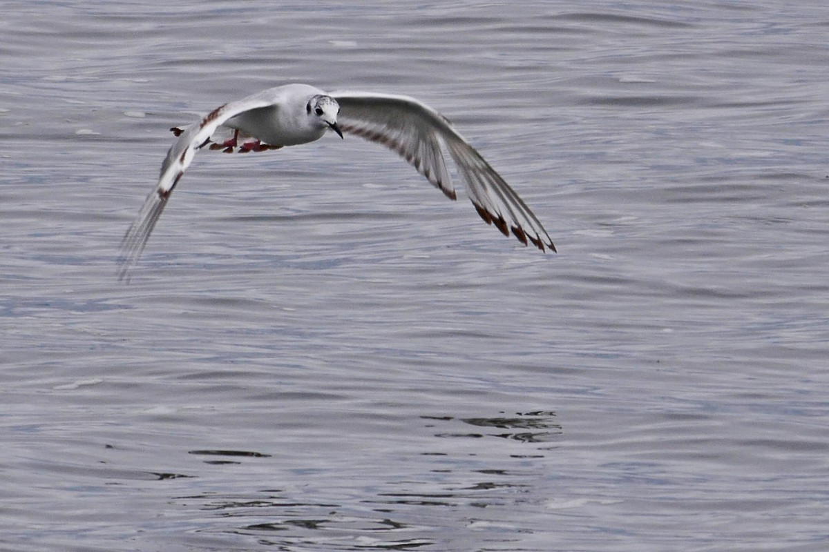 Mouette de Bonaparte - ML60337071