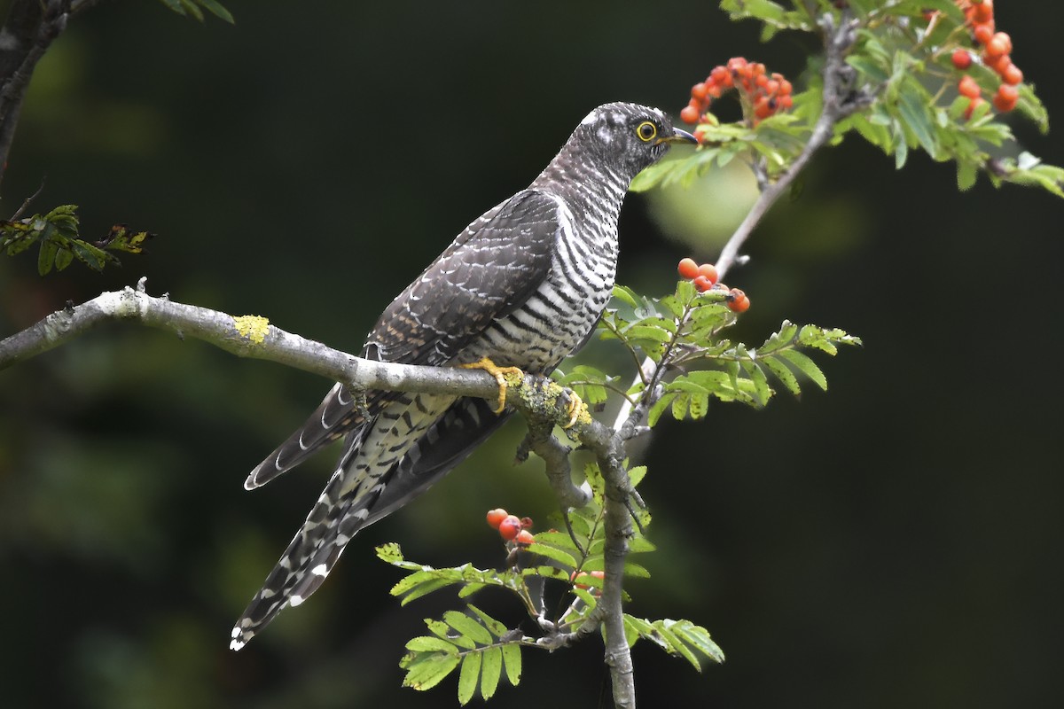 Common Cuckoo - ML603371041