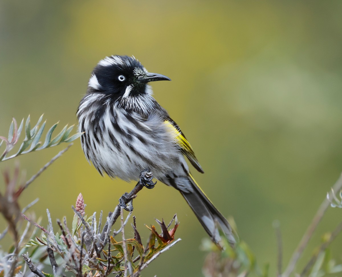 New Holland Honeyeater - ML603371311