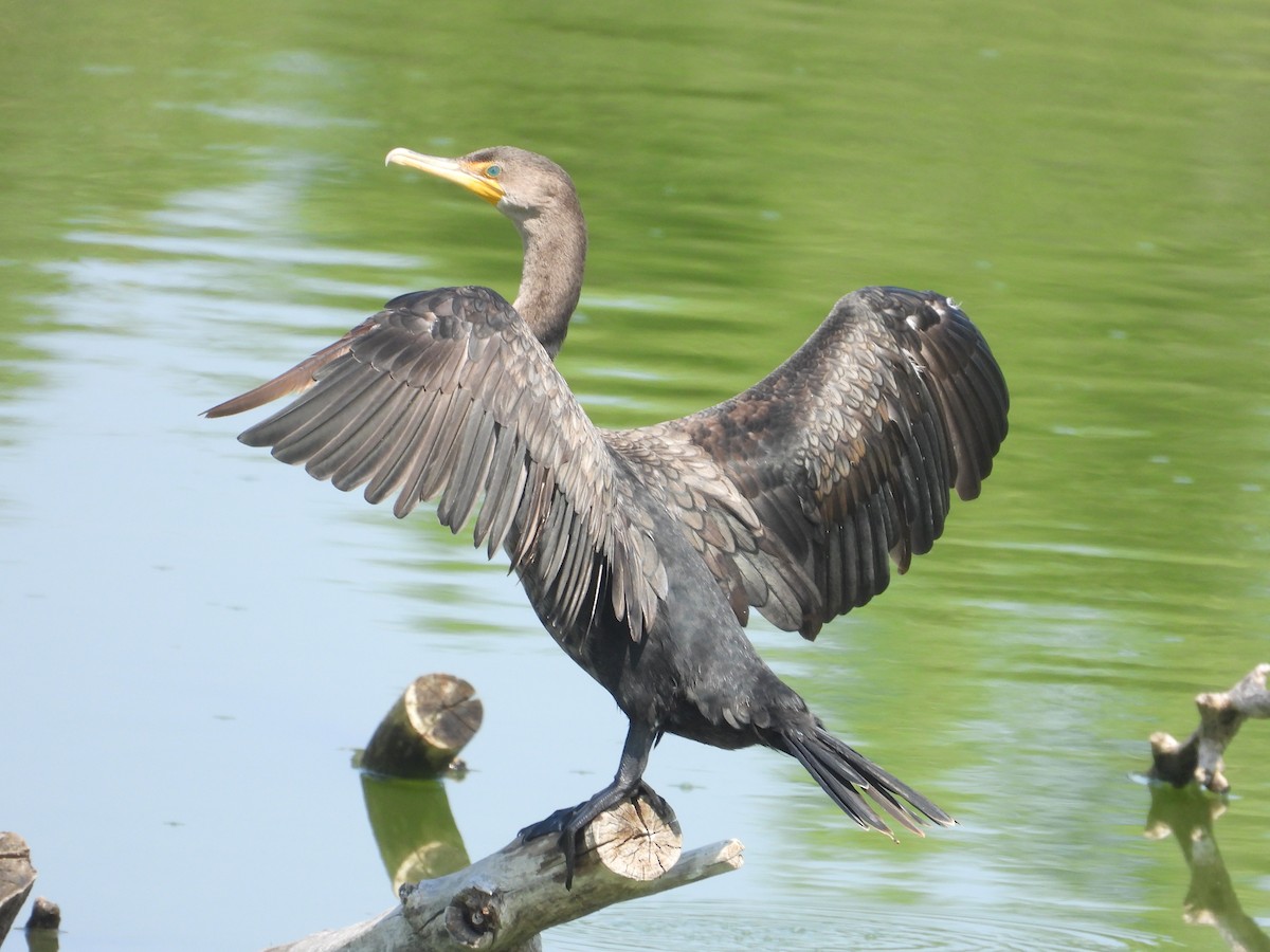 Double-crested Cormorant - ML603371401