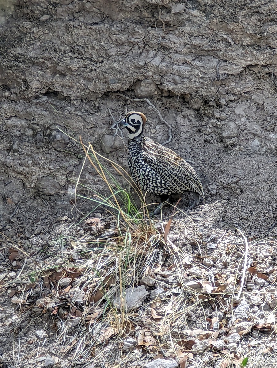 Montezuma Quail - ML603371721