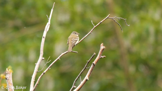 Alder Flycatcher - ML603371941