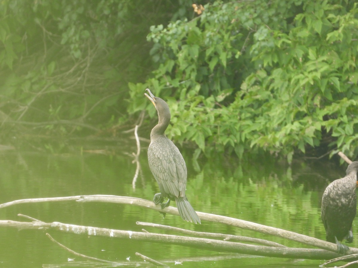 Double-crested Cormorant - ML603372151