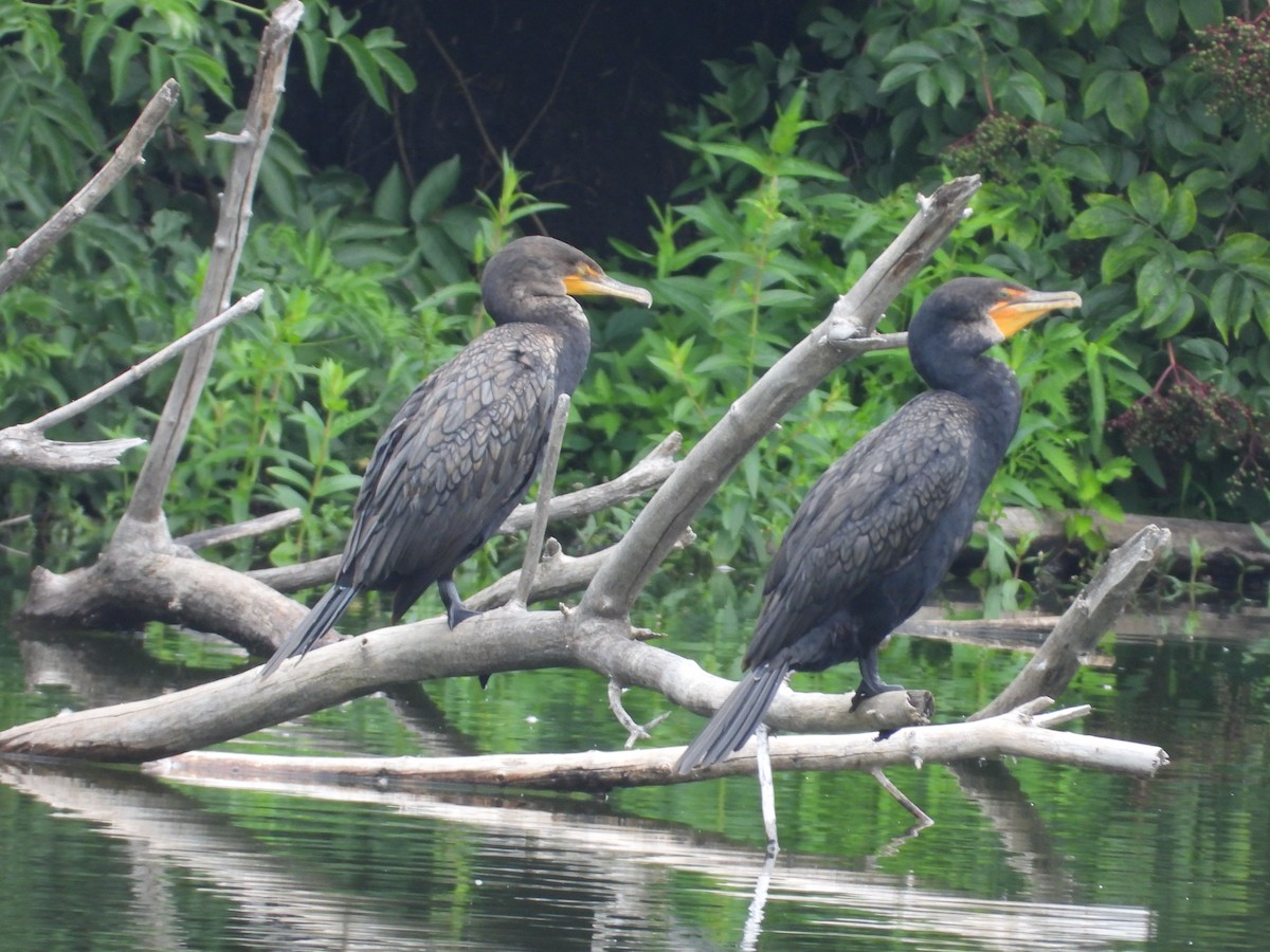 Double-crested Cormorant - ML603372251