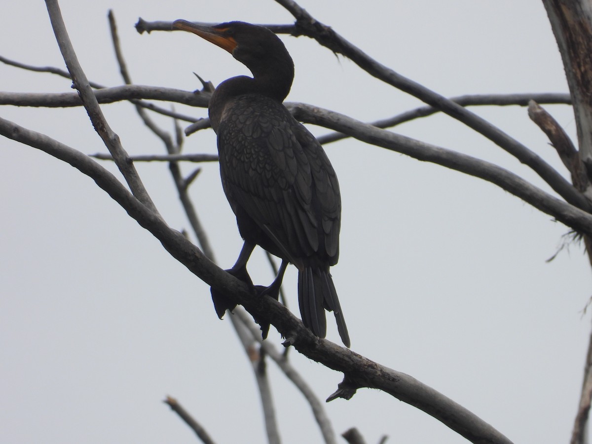 Double-crested Cormorant - ML603372361