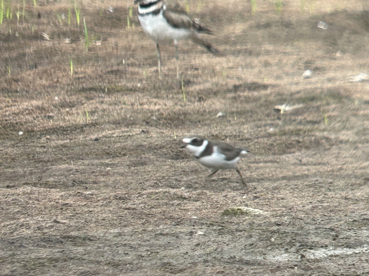 Semipalmated Plover - ML603372571