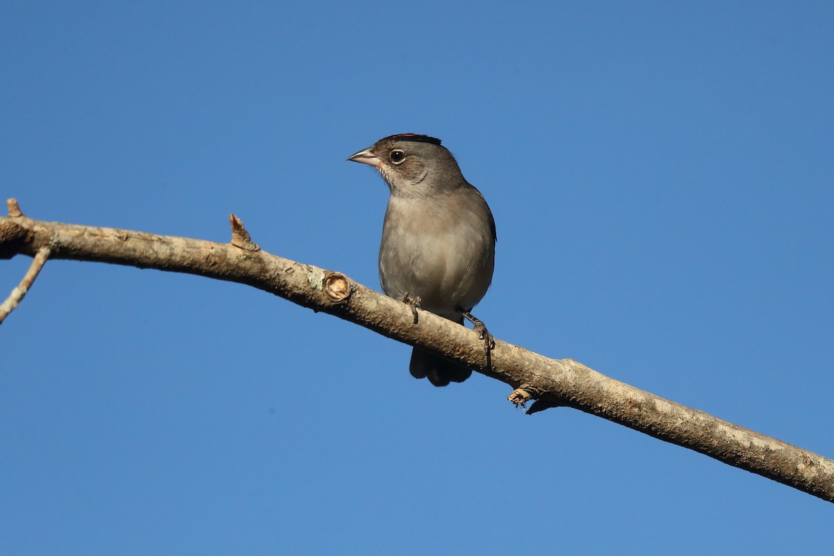 Pileated Finch - Josef Widmer