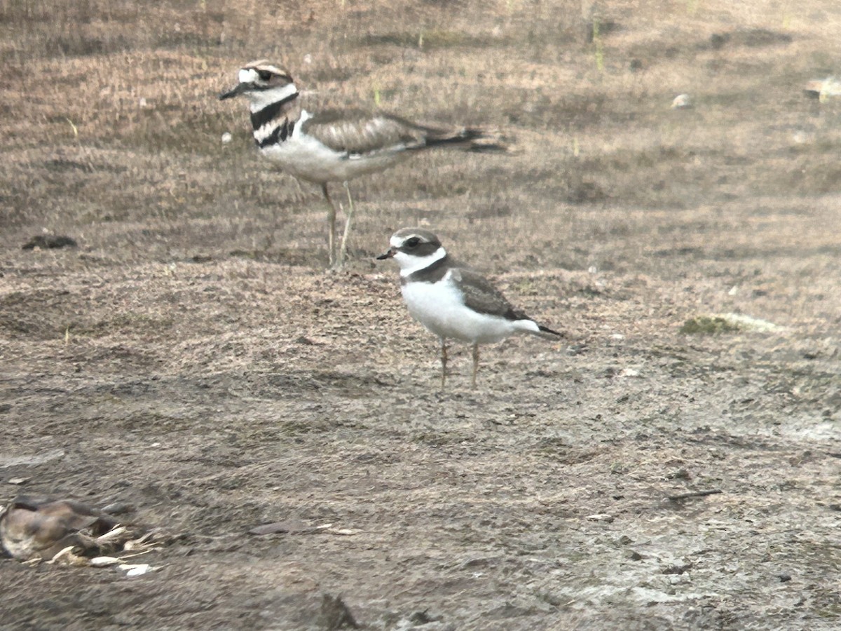 Semipalmated Plover - ML603374171
