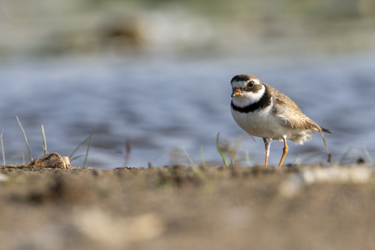Semipalmated Plover - ML603374321