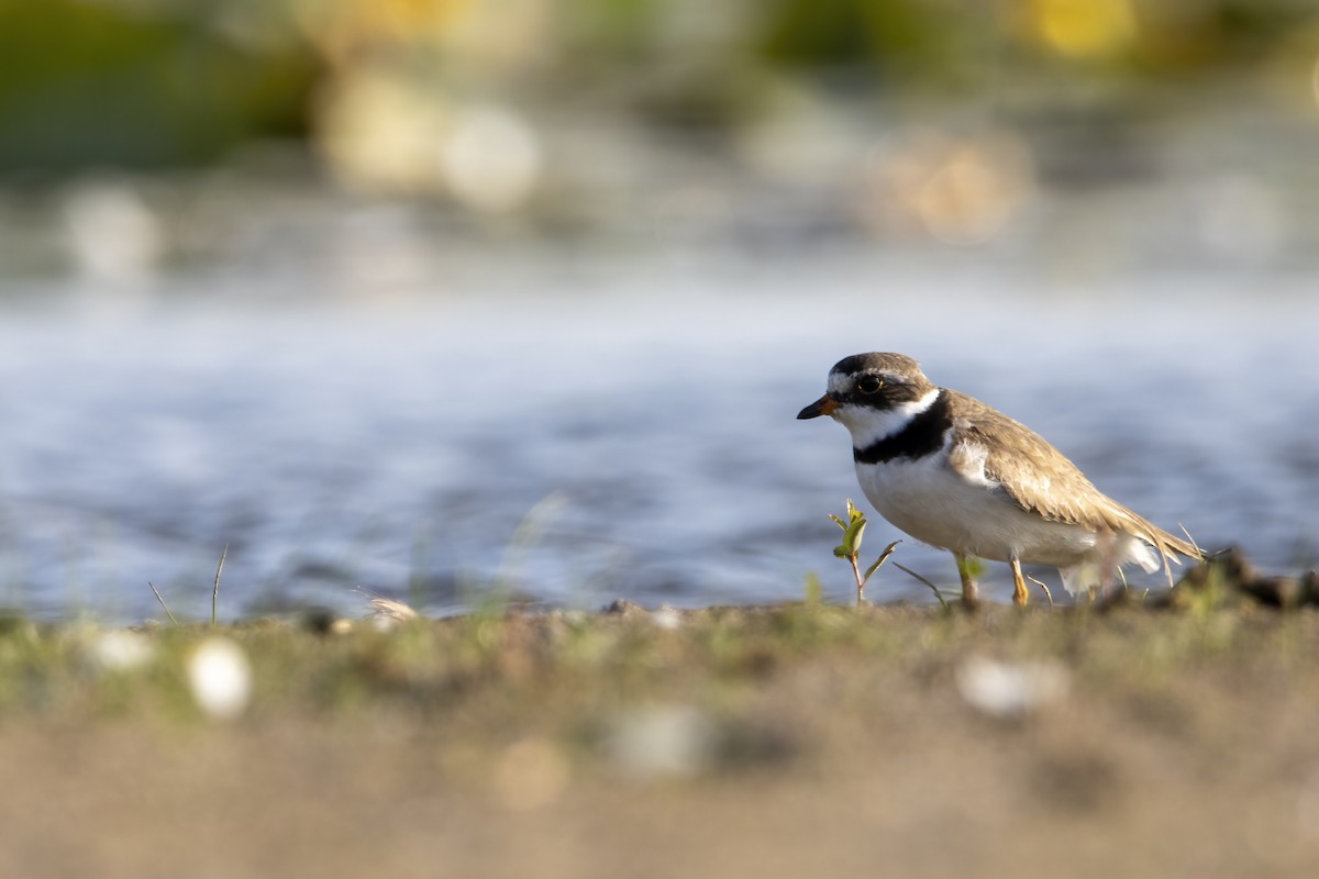 Semipalmated Plover - ML603374331