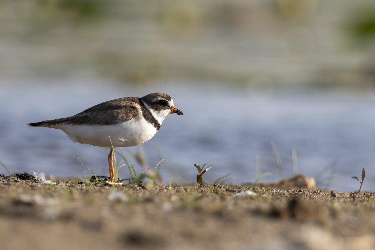 Semipalmated Plover - ML603374341