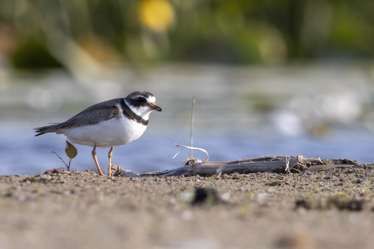 Semipalmated Plover - ML603374361