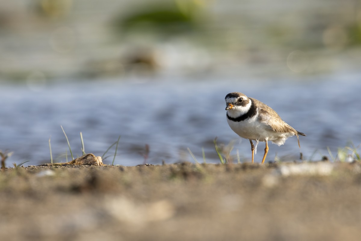 Semipalmated Plover - ML603374371