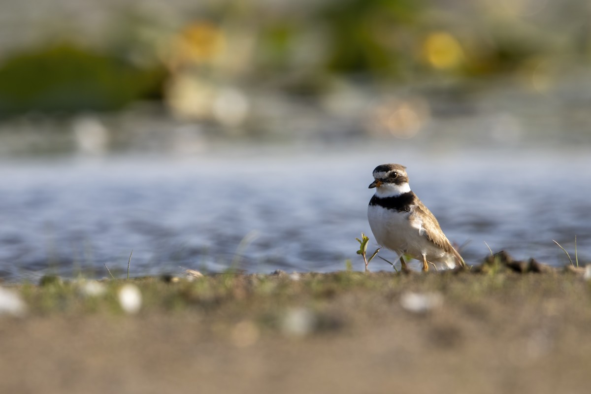 Semipalmated Plover - ML603374381