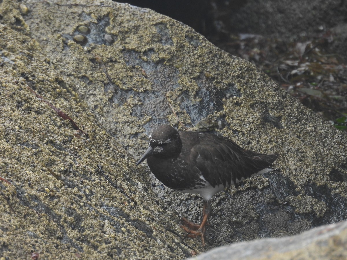 Black Turnstone - Juan Ramírez