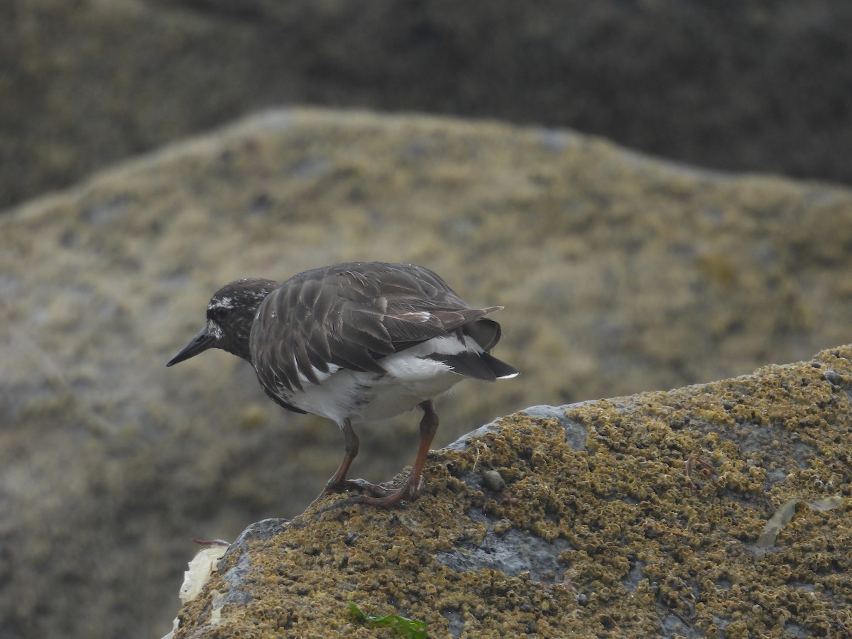 Black Turnstone - ML603375091