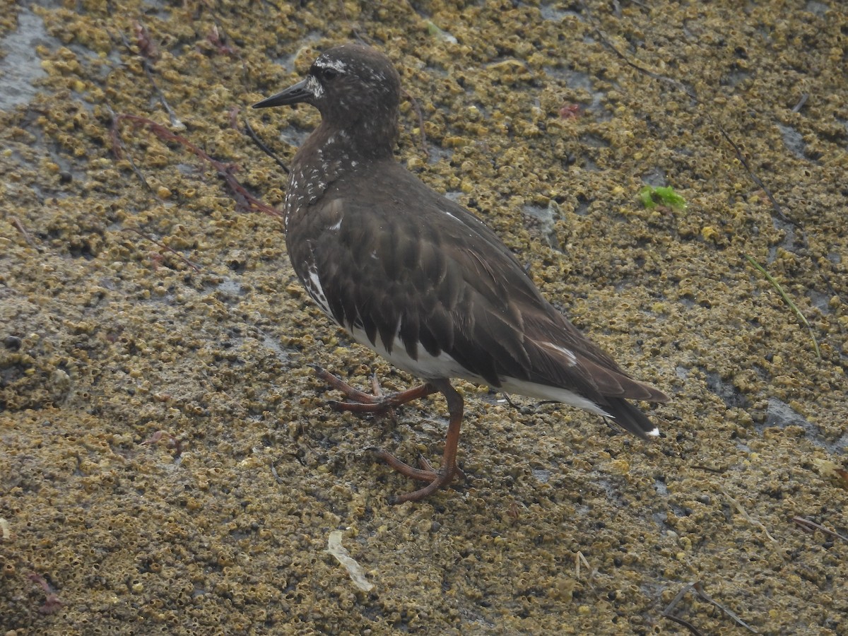 Black Turnstone - ML603375101