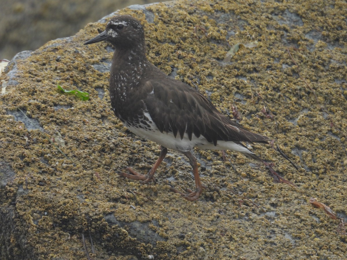 クロキョウジョシギ - ML603375111