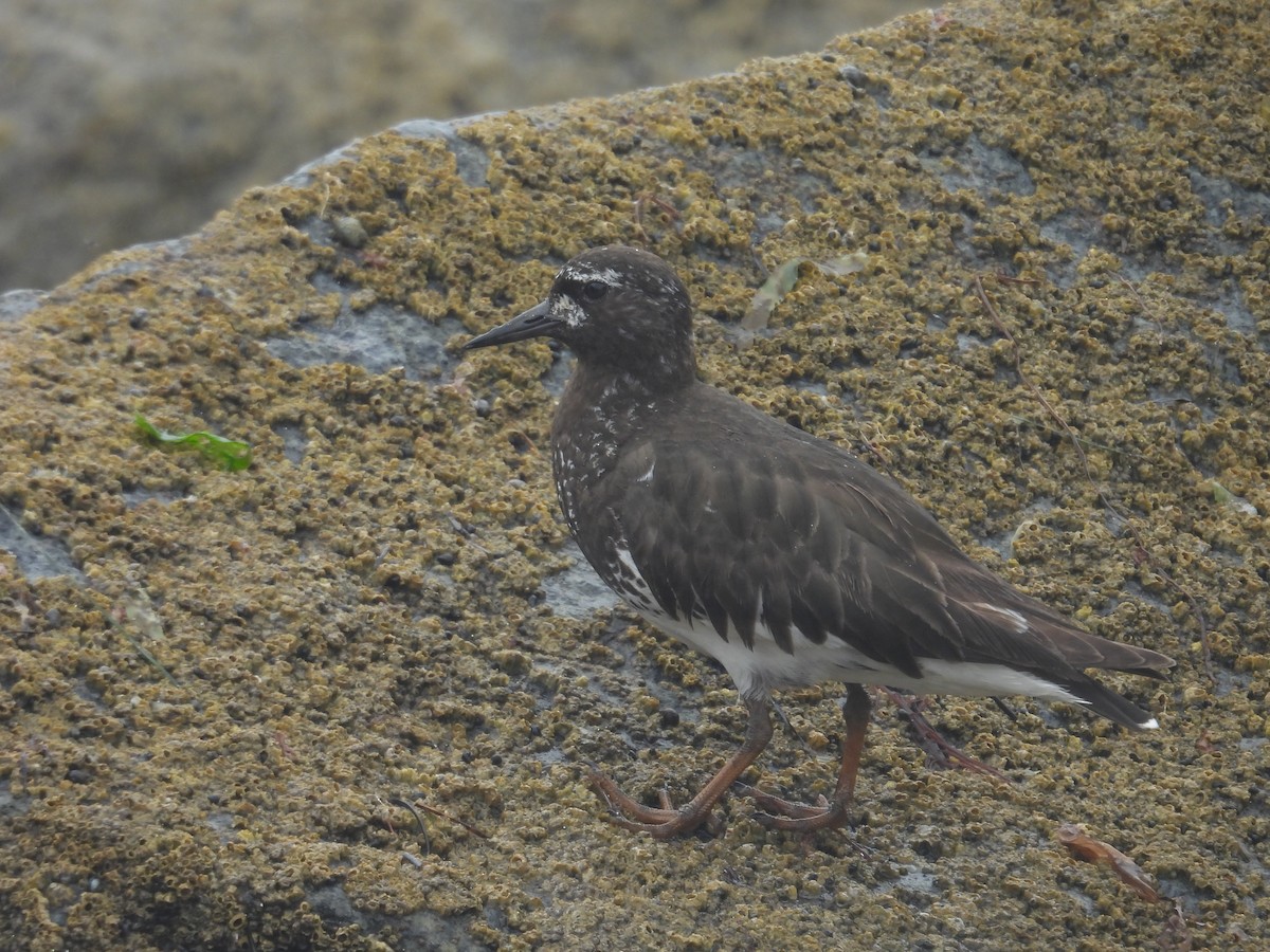 Black Turnstone - Juan Ramírez