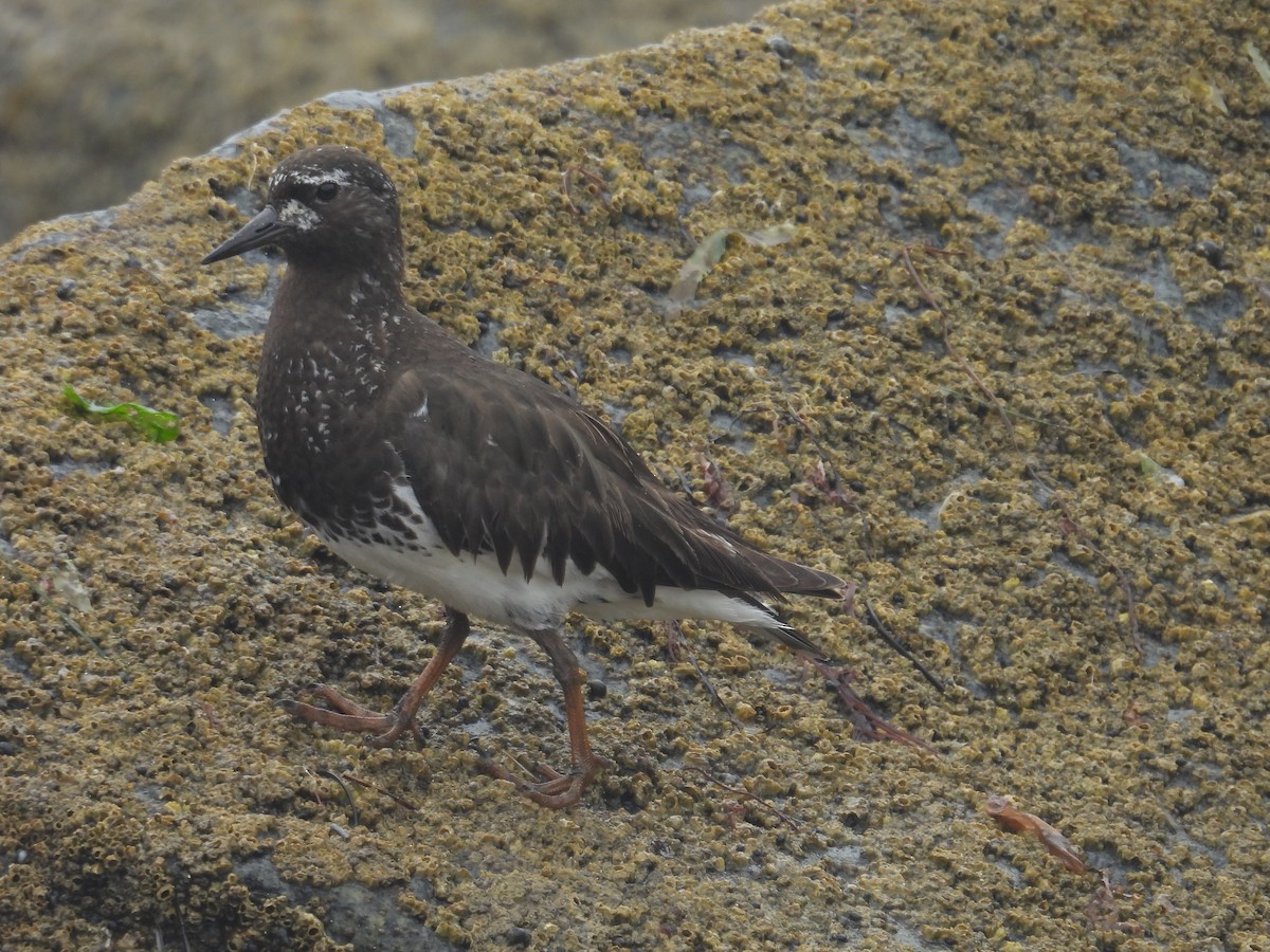 Black Turnstone - ML603375131