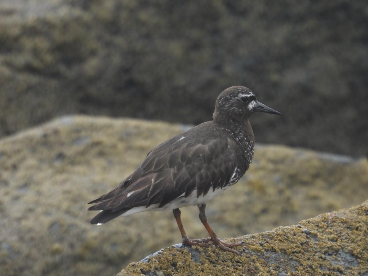 Black Turnstone - ML603375141