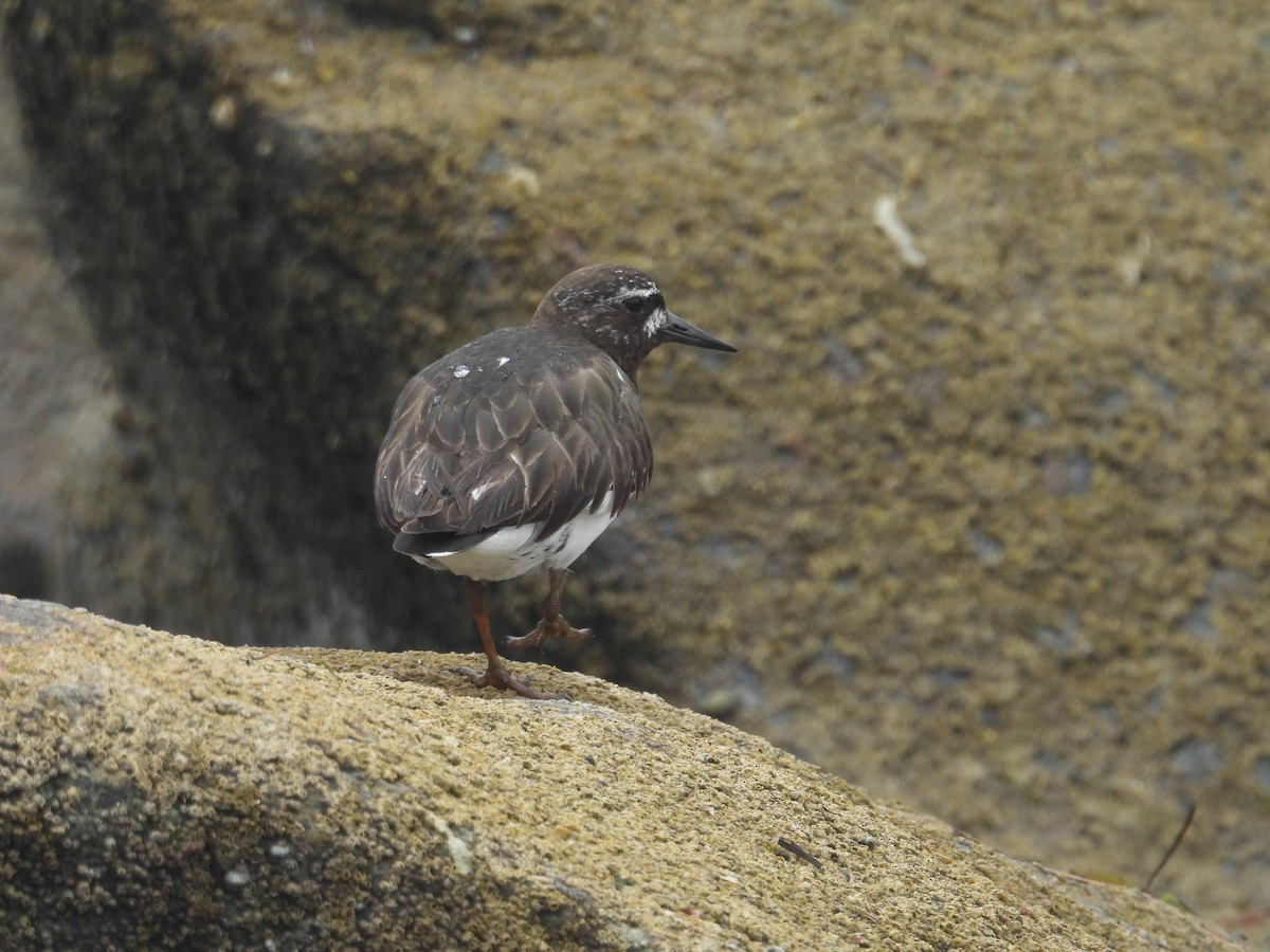 Black Turnstone - ML603375271