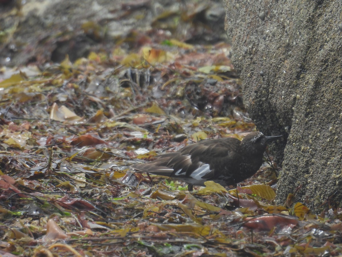 Black Turnstone - ML603375651