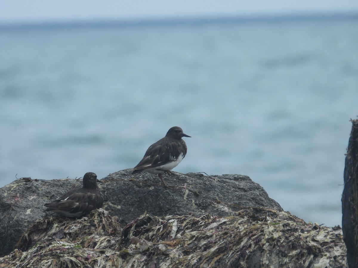 Black Turnstone - Juan Ramírez