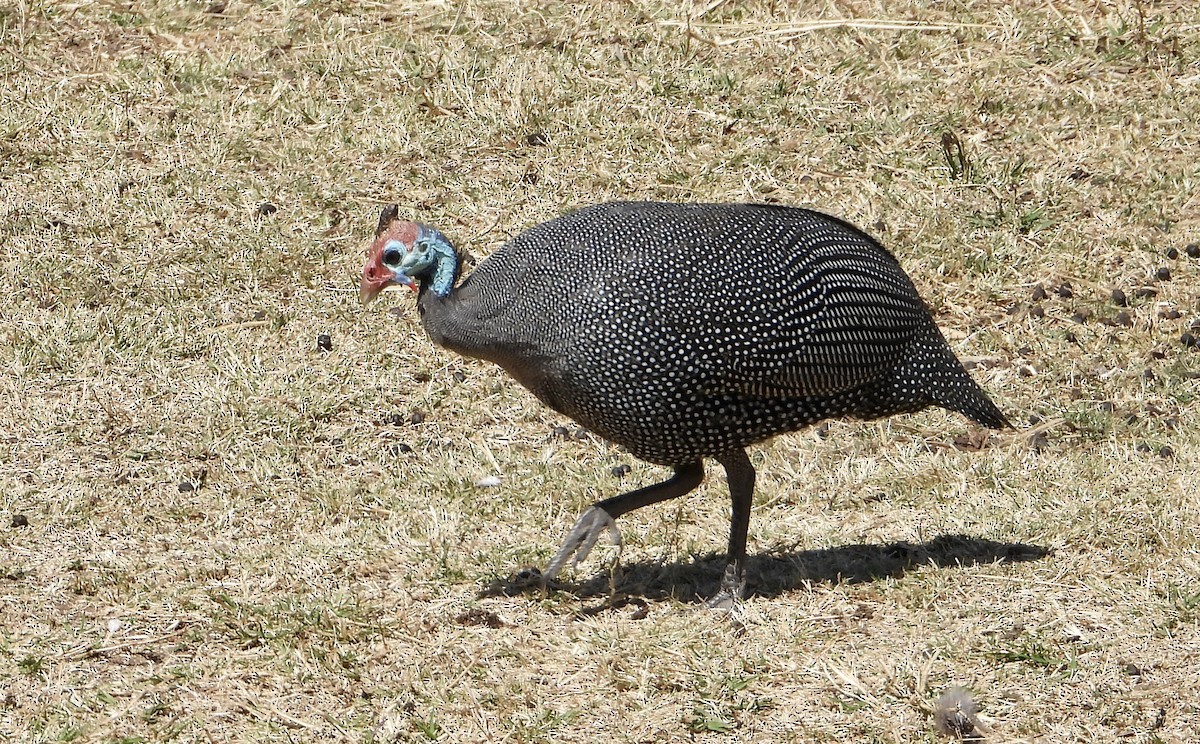 Helmeted Guineafowl - ML603375851