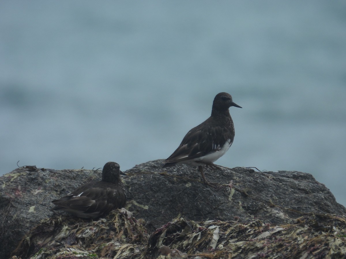 Black Turnstone - ML603375891