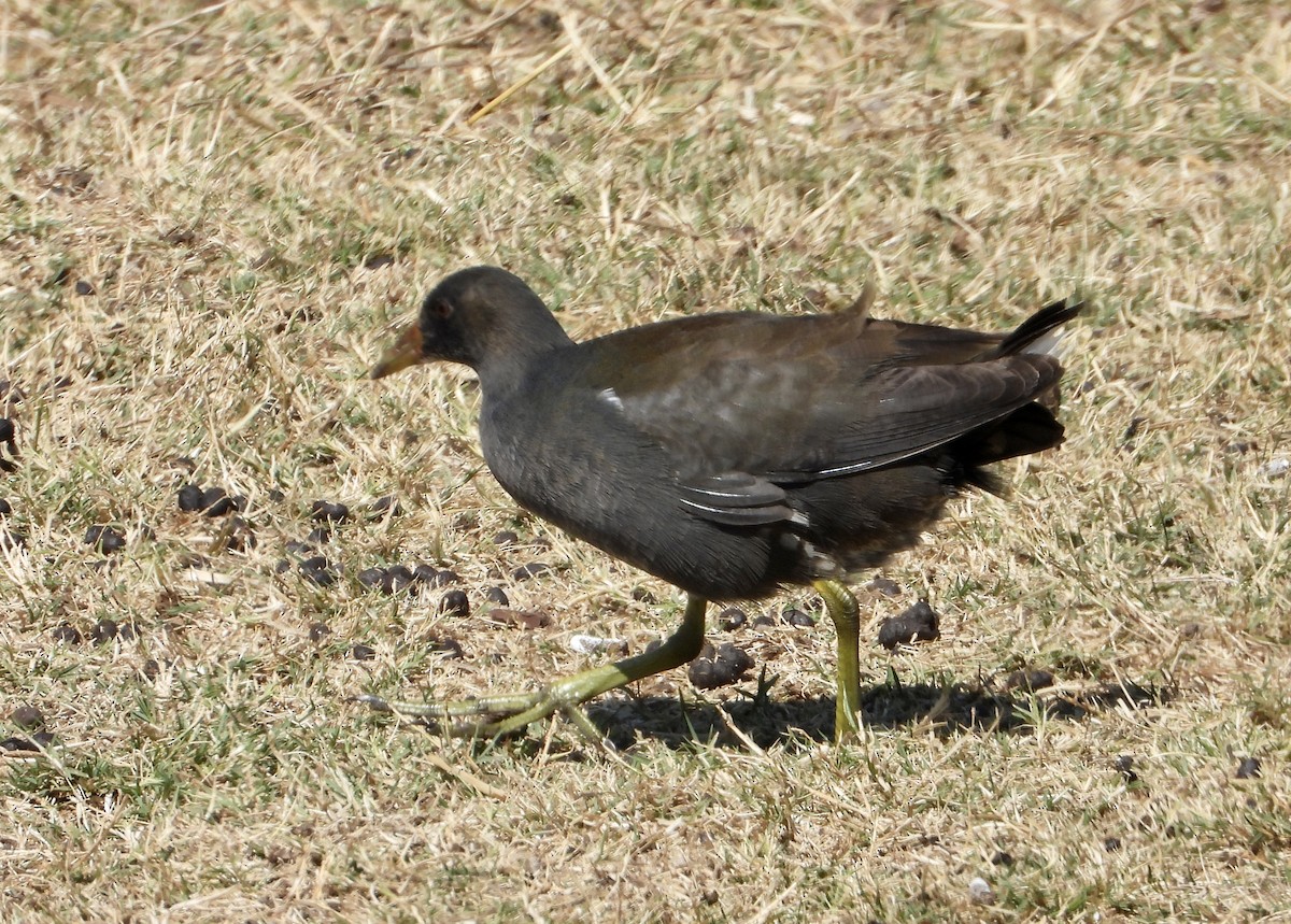 Eurasian Moorhen - Gary Brent