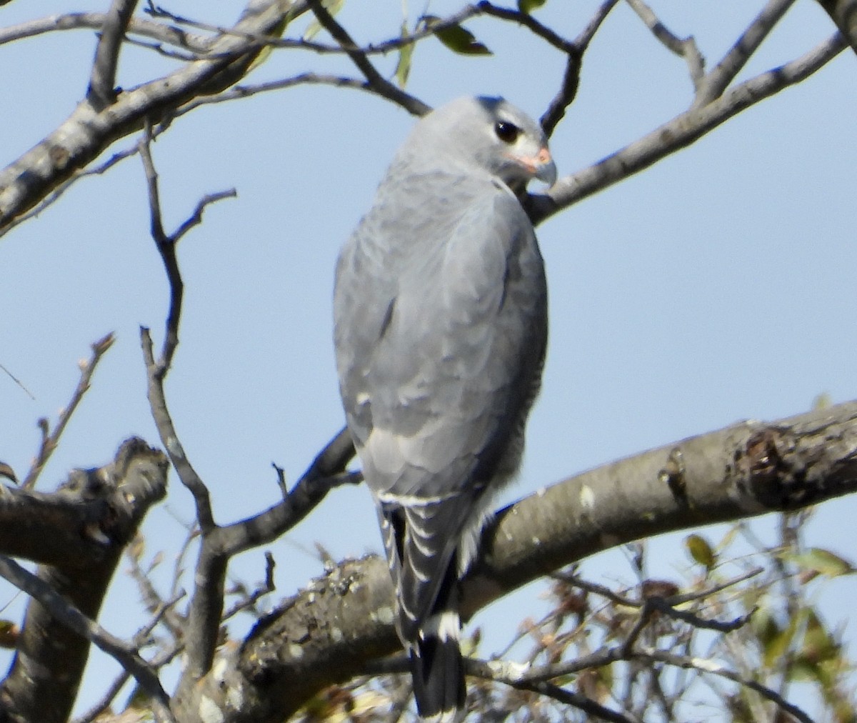 Lizard Buzzard - ML603375961