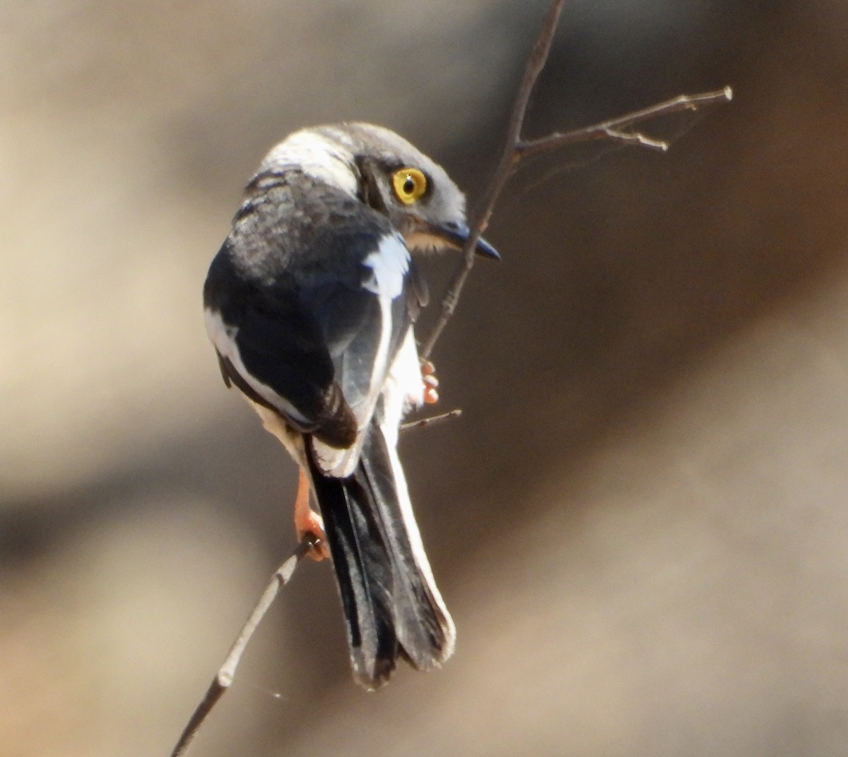 White Helmetshrike - Gary Brent